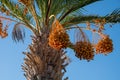 Plantation of phoenix date palm with bunches full of orange date fruits Royalty Free Stock Photo