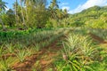 Plantation of pineapple plants on a tropical island