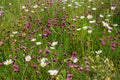 Plantation with pinks, marguerites, hormon flowers Royalty Free Stock Photo