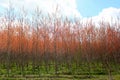 Plantation of poplars, a fast growing and versatile trees that can be effectively transformed into biofuels in Northeastern Poland