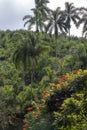 Plantation of pupunha palm tree