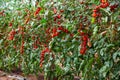 Plantation of red grape tomatoes ripening in glasshouse