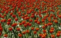 Plantation of red open tulip buds with a yellow black center, bulbiferous plant. Flowers symbolize love.