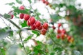 Red grape tomatoes ripening in clusters in glasshouse