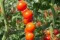 The small delicous cherry tomatoes on the stem