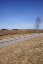 Plantation of redcurrants Ribes rubrum, spring