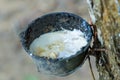 Plantation of rubber collection of juice of hevea latex milk liquid collected in a bowl on a background of bark thickened