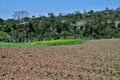 A plantation in a rural area of Mogi das Cruzes