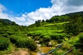 plantation scenery at sunny day at Cameron Highland, Malaysia Royalty Free Stock Photo