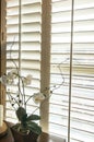 Plantation style wood shutters in new home