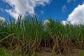 Plantation of sugar cane Royalty Free Stock Photo