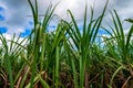 Plantation of sugar cane Royalty Free Stock Photo