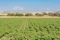 Plantation of sunflower