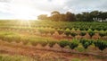 Plantation - Sunlight at the coffee plantation landscape - Brazil