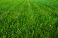 Plantation of tigernuts in Valencia with high green and tall grasses