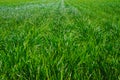 Plantation of tigernuts in Valencia with high green and tall grasses