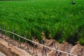 Plantation of tigernuts in Valencia with high green and tall grasses