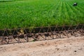 Plantation of tigernuts in Valencia with high green and tall grasses