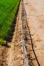 Plantation of tigernuts in Valencia with high green and tall grasses