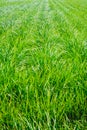 Plantation of tigernuts in Valencia with high green and tall grasses