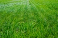 Plantation of tigernuts in Valencia with high green and tall grasses