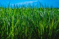 Plantation of tigernuts in Valencia with high green and tall grasses