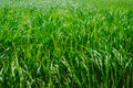 Plantation of tigernuts in Valencia with high green and tall grasses