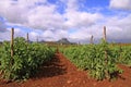 Plantation of tomatoes Royalty Free Stock Photo