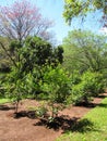 Plantation of trees Mate tea in South America.