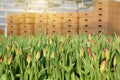 Plantation of tulips in the greenhouse . The flower farm. Royalty Free Stock Photo
