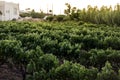 Plantation of vines on Crete, atmospheric evening in Greece