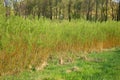 Plantation willow energy