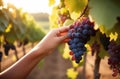 hand plucks a bunch of grapes, grapes hanging from a branch, grape plantation, summer vineyard, harvesting, Royalty Free Stock Photo