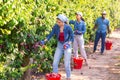 Plantation workers harvesting plums