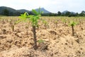 Plantation of Young Cassava Tapioca