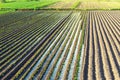 Plantation of young eggplant seedlings is watered through irrigation canals. Caring for plants, growing food. European farm,