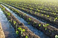 Plantation of young eggplant seedlings is watered through irrigation canals. European farm, farming. Caring for plants, growing