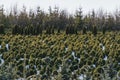 Plantation of young firs, cypresses and thujas in an industrial nursery in winter