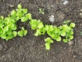 A plantation of young green lettuce against the background of a garden bed in the garden .Butterhead Lettuce salad plantation, gre Royalty Free Stock Photo