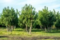 Plantation of young pine trees growing on tree nursery for garden, parks in Netherlands Royalty Free Stock Photo