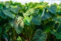 Plantationf of Colocasia esculenta tropical plant grown primarily for its edible corms, root vegetable taro Royalty Free Stock Photo