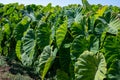 Plantationf of Colocasia esculenta tropical plant grown primarily for its edible corms, root vegetable taro Royalty Free Stock Photo