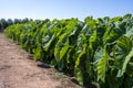 Plantationf of Colocasia esculenta tropical plant grown primarily for its edible corms, root vegetable taro