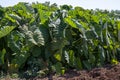 Plantationf of Colocasia esculenta tropical plant grown primarily for its edible corms, root vegetable taro