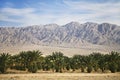 Plantations of dates palms in Israel