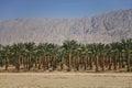 Plantations of dates palms in Israel