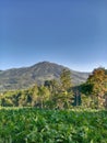 plantations at the foot of the mountain, the land of Java