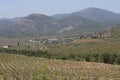 Plantations of grapes in the Crimea in the spring. Vine fields at sunset. Royalty Free Stock Photo