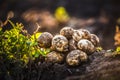 plantations grow. Harvesting fresh organic potatoes in the field. Potato lie in hole bed mud. Shine of sun. Farming. Agriculture. Royalty Free Stock Photo