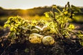 plantations grow. Harvesting fresh organic potatoes in the field. Potato lie in hole bed mud. Shine of sun. Farming. Agriculture. Royalty Free Stock Photo